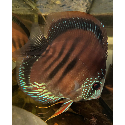 Lethrinops red cap 'mdoka' Breeding colony