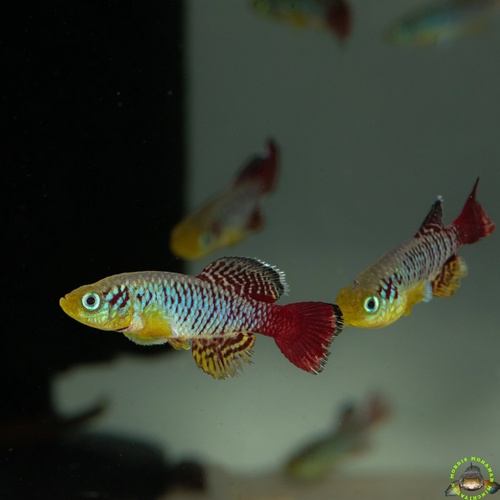 Nothobranchius Guentheri (Zanzibar) PAIR
